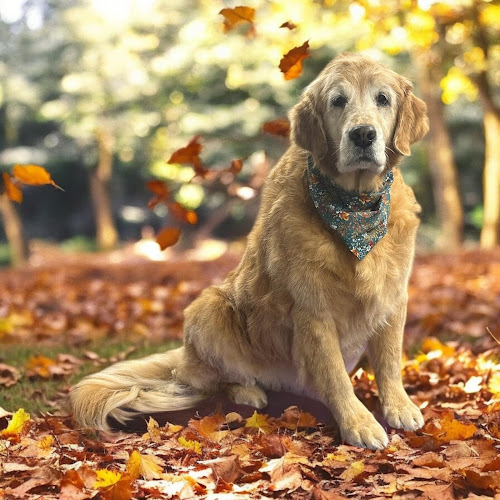 Balanced Paws Pet Care