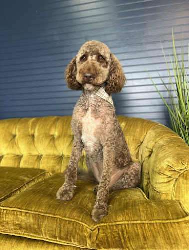 Barepaw Pet Grooming, LLC