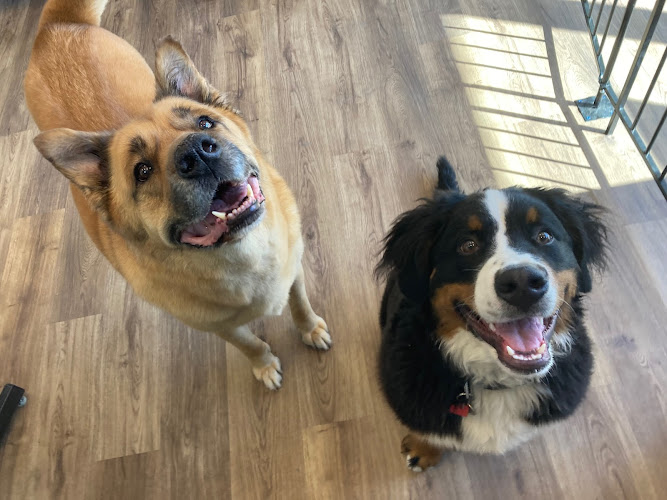 BARK A Salon for Dogs