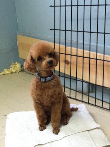 Bark and Bubbles LLC