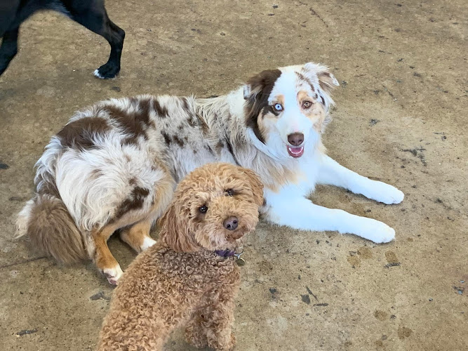Bark and Play Denver Dog Daycare and Boarding