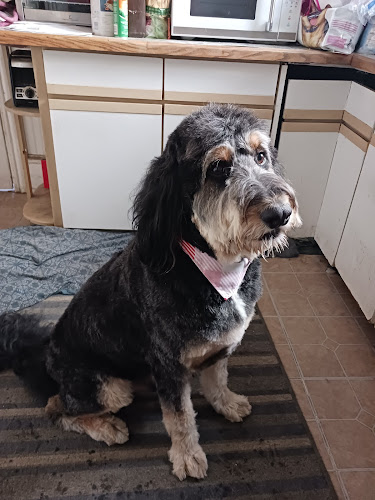 Bark at the moon grooming salon llc