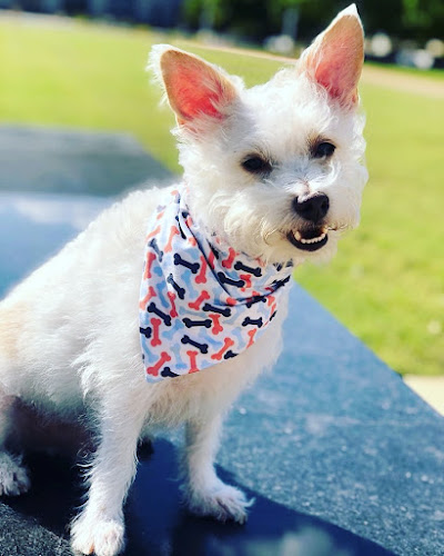 Bark Avenue Dog Grooming