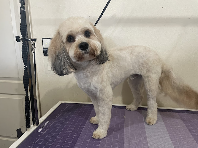 Bark Avenue Groomery