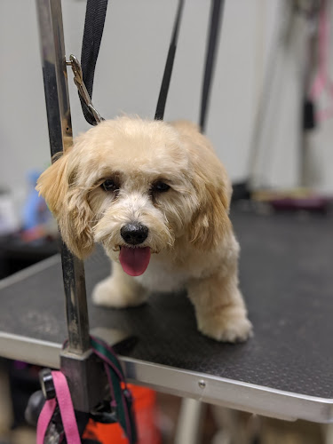 Bark Avenue Grooming
