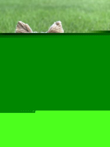 Bark Avenue Pet Grooming Salon