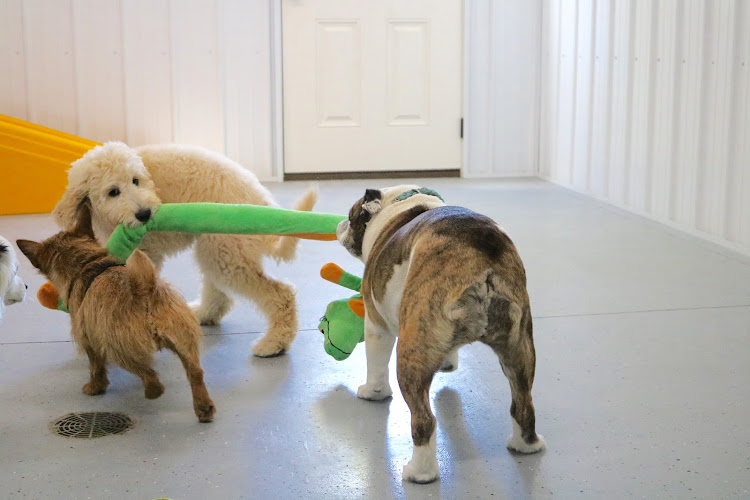 Bark Avenue Pet Lodge