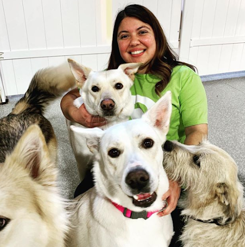 bark! bark! where cool dogs go