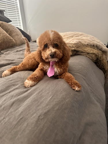 Bark Bath & Beyond Grooming