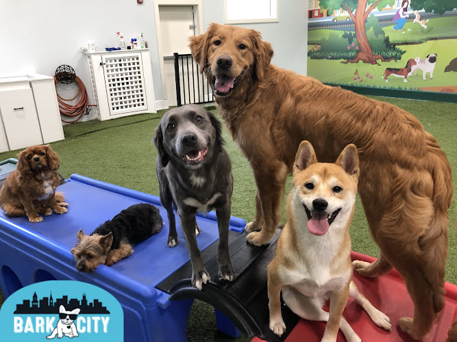 Bark City Doggy Daycare