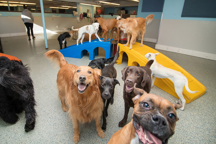 BARK! Doggie Daycare + Hotel + Spa