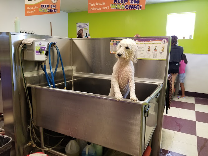 Bark If You’re Dirty - Phoenix