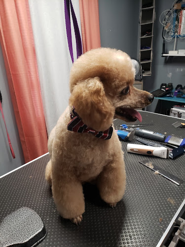 Bark in Time Paw Spa