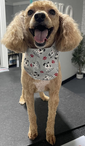 Bark'N Spaw Grooming Salon by Jon