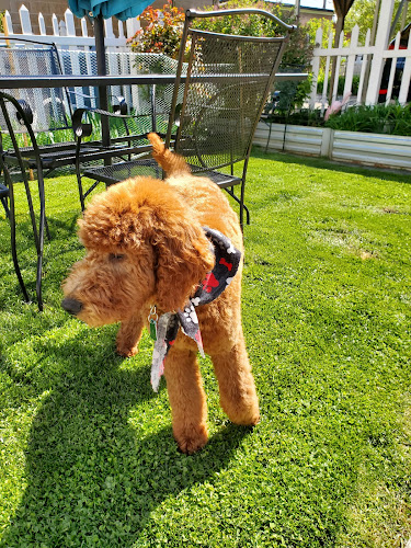 Bark of the Town Pet Grooming Salon