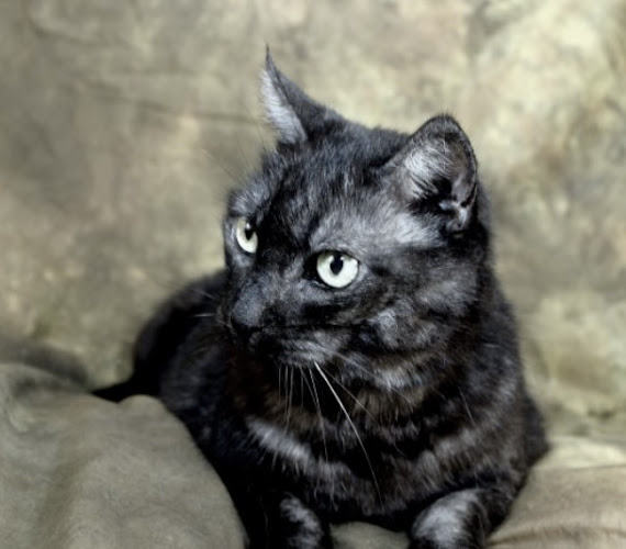 Bark of the Town Pet Spa Palencia