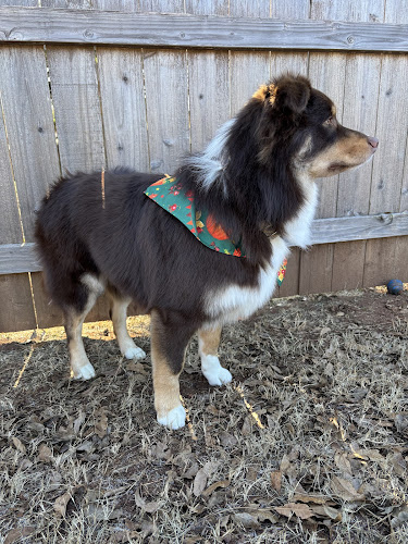 Bark on Green Pet Salon