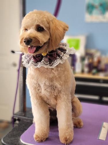 Bark Side of the Groom