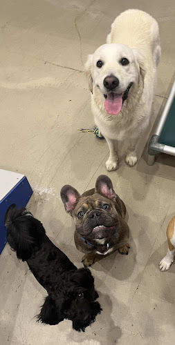 Bark Street - Dog Daycare & Grooming