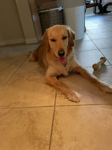 Bark! ...the boutique hotel for dogs