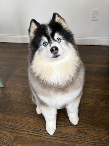 Barker Shop Grooming
