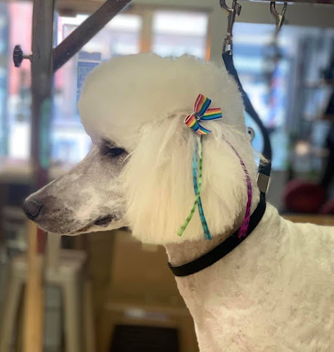 Barkers Barbershop for Dogs