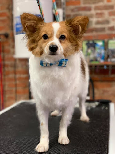 Barkers Barbershop for Dogs