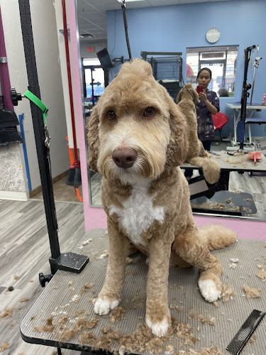 Barkhaus Row Pet Spa