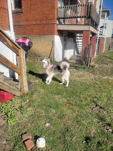 Barking Beauties Monongahela