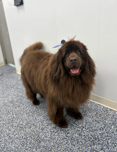 Barking Beauties Plum