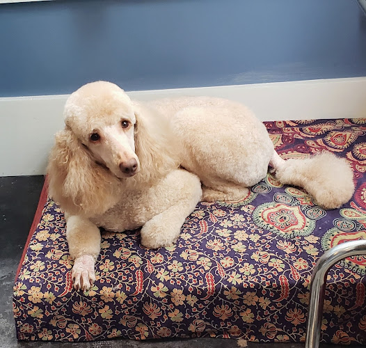 Barking Beautiful Pet Spa