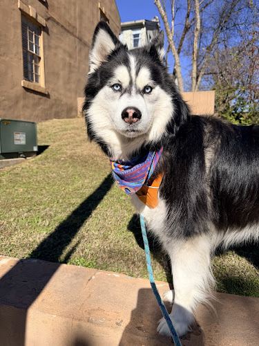 Barking Hound Village Old 4th Ward