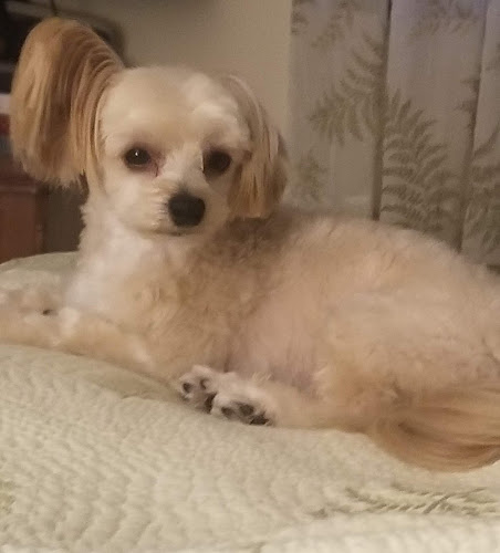 Barking Kids Dog Grooming