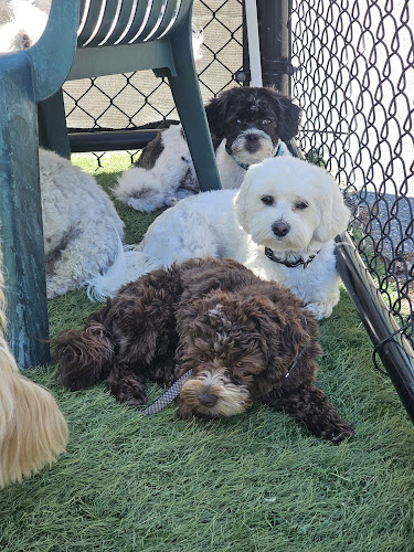 Barkingham Palace Doggie Daycare , Boarding , Grooming and Training