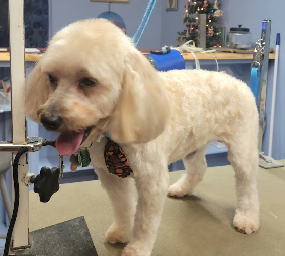 Barkingham Palace Pet Spa.LLC