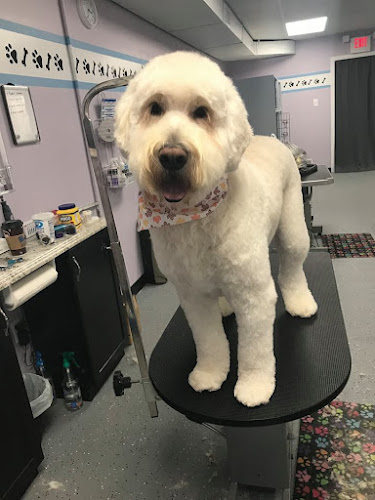 Barks & Bubbles Pet Salon
