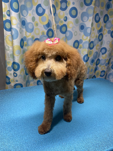 Bath & Bows Pet Grooming
