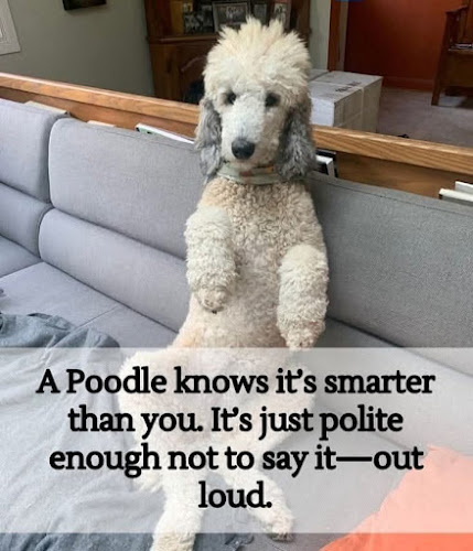 Bath & Bubbles Grooming Salon