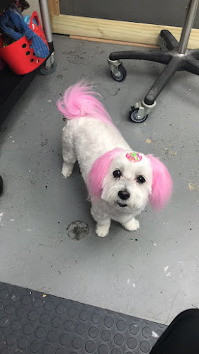 Bath N’ Doggie Works