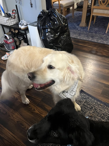 Bath on Board Mobile Dog Grooming