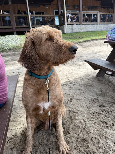 Beach Dogs Pet Salon Inc