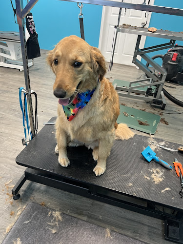 Beach Pups Pet Styling