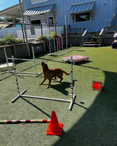 Beaches Jet Set Pets