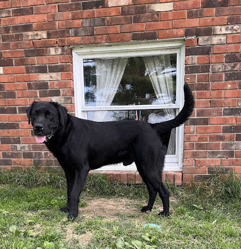 Beachy Dogs Training