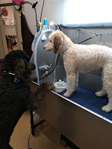 Bear's Fluffy Pups Grooming