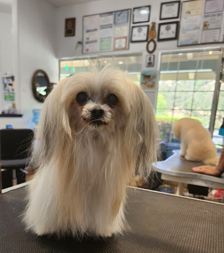 Beauty and the Beast Pet Grooming