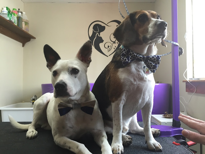 Beauty and the Leash