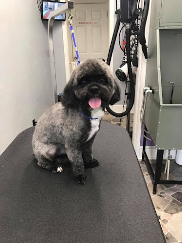 Beauty in the Beast Grooming