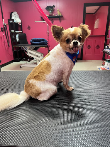 Beauty In the Beast Pet Grooming