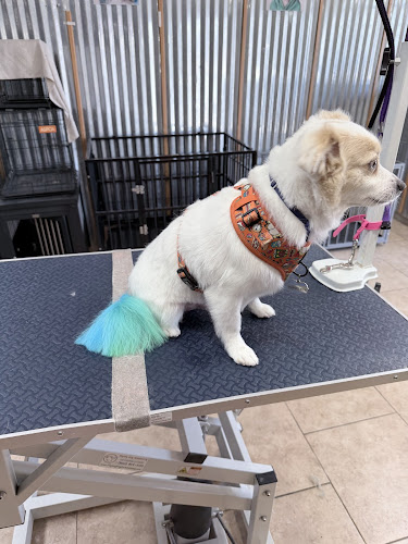 Beauty of the Beast Pet Grooming